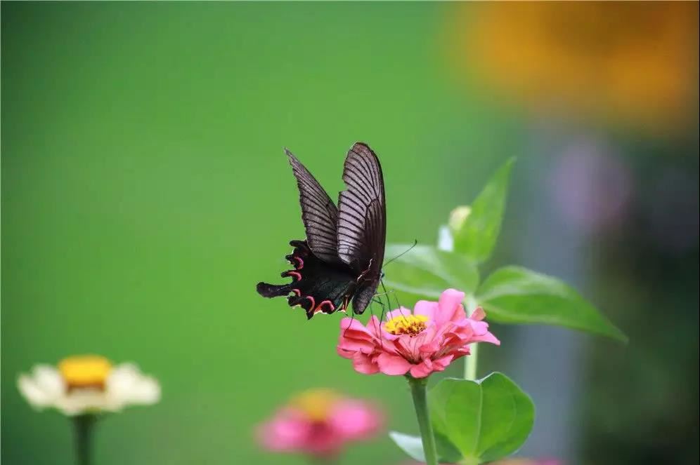 2007年属猪的是什么命运男