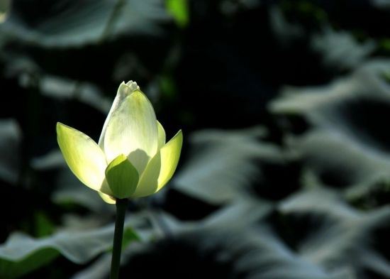 如何写好用红纸转运符的文案