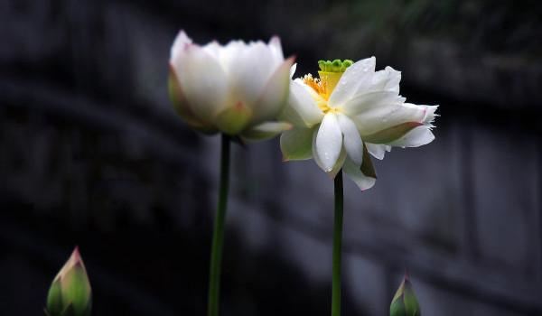 财库在年柱上大库好不好，有财库的人都会发财吗