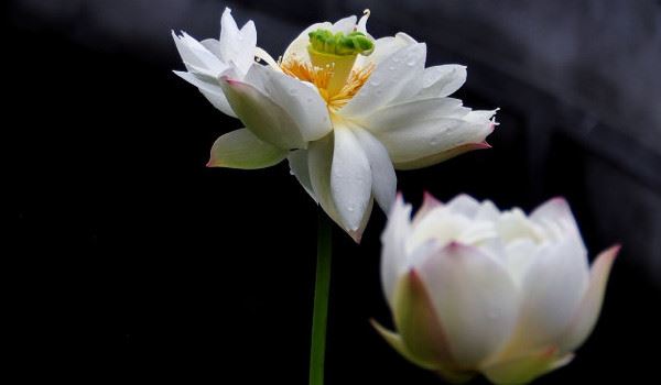 吴姓男孩取名四字成语有哪些呢