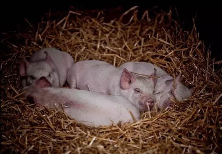 生辰八字取名网站查询