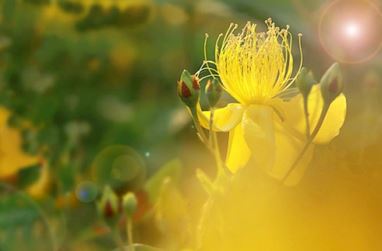 梦见买鸡什么意思?不同身份的人梦见买鸡的梦境解析