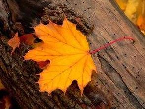 怎么追狮子座女孩？