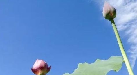 1984农历10月13日是什么星座