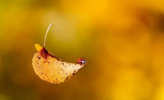 属鼠的72年今年运势好吗？