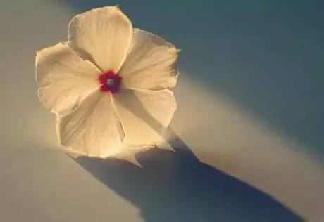 如何催旺桃花运