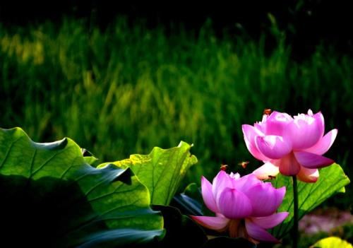 解读处女座女生的爱好是什么？