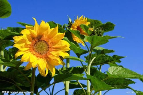 晚年有福气的日柱八字被下咒的人