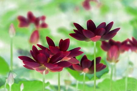 带洛字有诗意女孩名字怎么起好听？带洛字的女孩名字有诗意