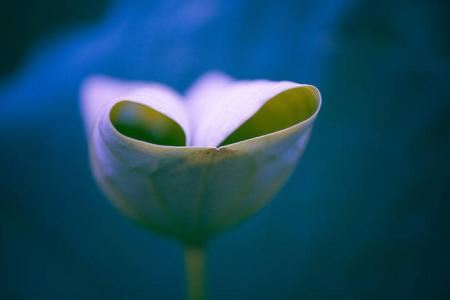 头顶长痣代表什么