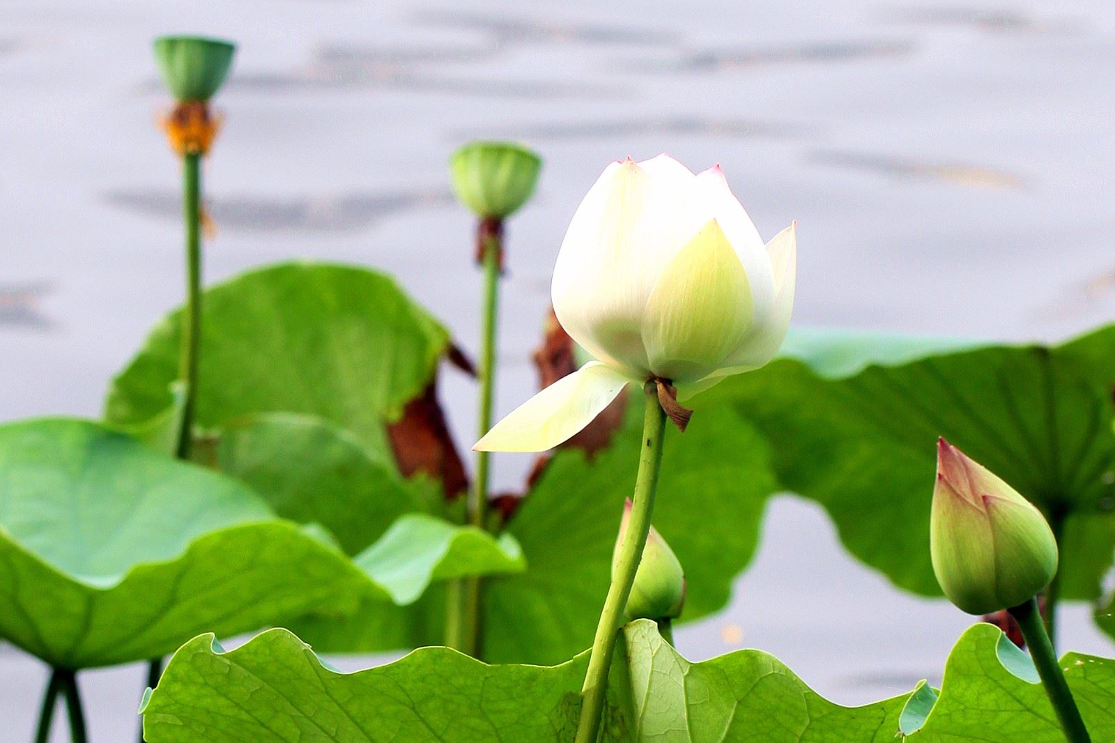 梦见摩托车是什么预兆，周公解梦梦见摩托车？