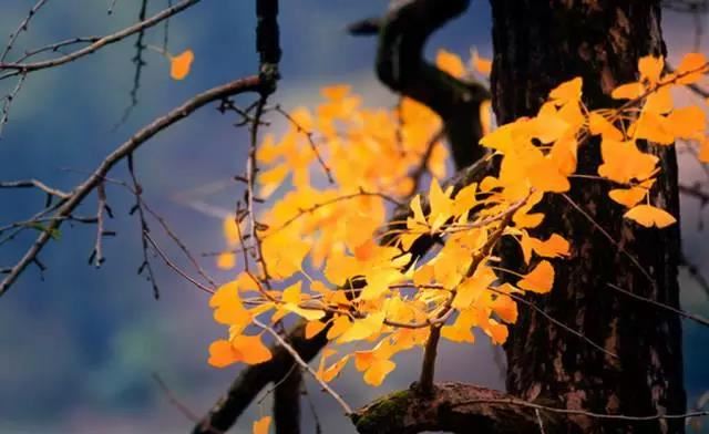 生肖猴财运好不好 ，偏财运好不好？