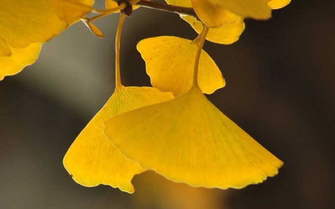 恭请是什么意思