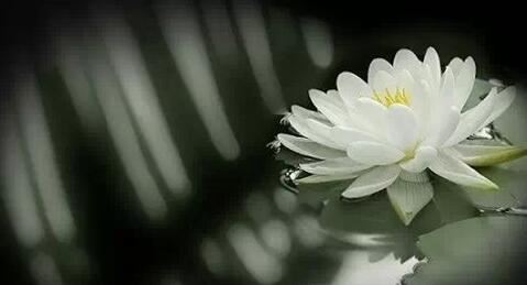 谢霆锋种生基改运是真的吗?种生基有什么用