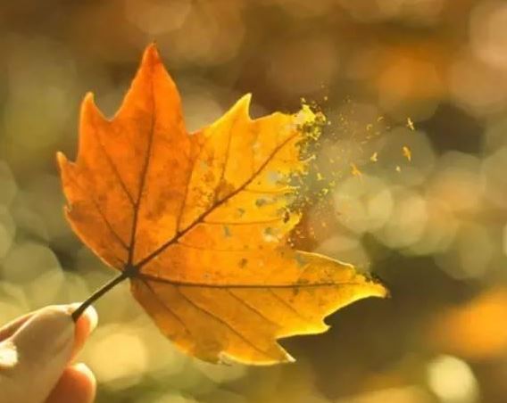 80年属猴人是什么命运女