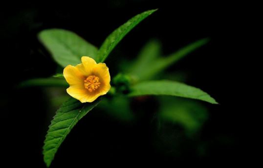 新生儿耳朵卷边有必要矫正吗？