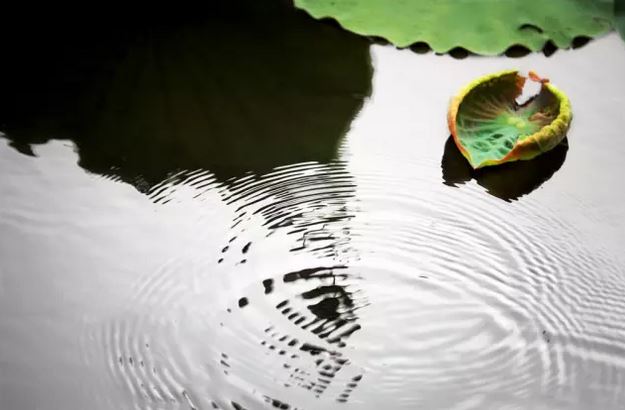 属相怎么婚配比较合适十二生肖婚姻配对大全