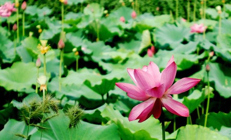 梦见床上有老鼠