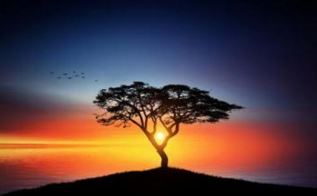 属鼠男的最佳婚配属相 虎的最佳婚配属相