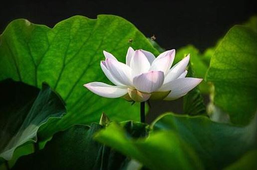 一般寺庙超度要多少钱，价格是受很多因素影响