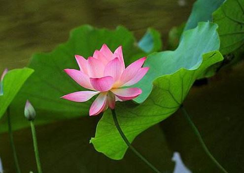 生辰八字算命婚姻日子如何算的呢女生