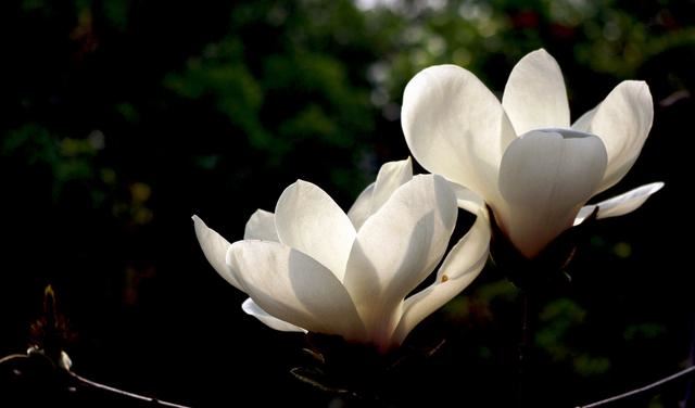 女人身上带什么运气好