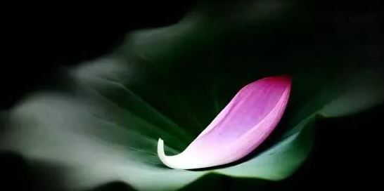 o型血是纯正汉族吗