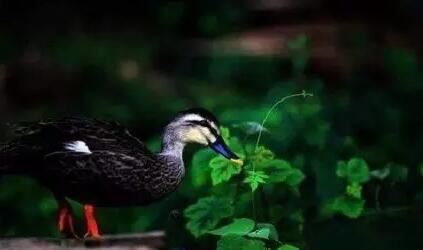 汪起名女孩名字大全集