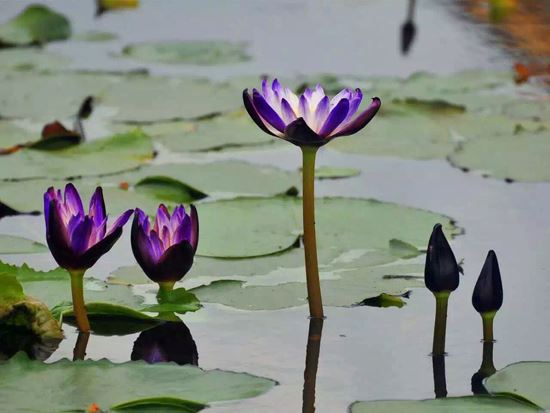 73年属牛的牛是什么命