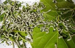 秘法中能招桃花的风水妙招大全分享，想脱单的赶紧看