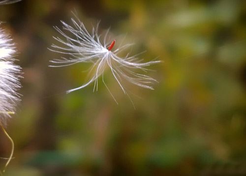 胡姓蛇宝宝起名大全