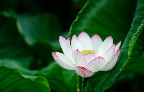 黄历结婚的择吉日很重要，准备结婚需要找到好日子