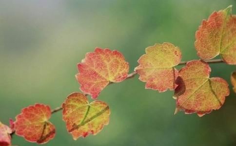 眉毛短粗的男人面相究竟怎么样?性格和运势又如何呢?