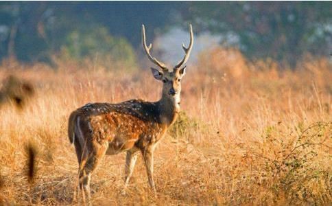 76年属龙的人是什么命格男孩