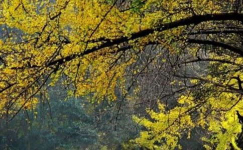 水猴的人运势怎么样？水猴人运势解析