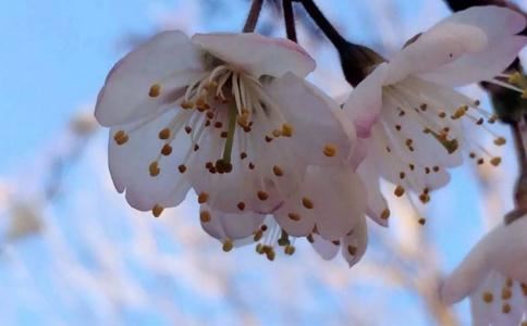 孟姓是贵族吗？