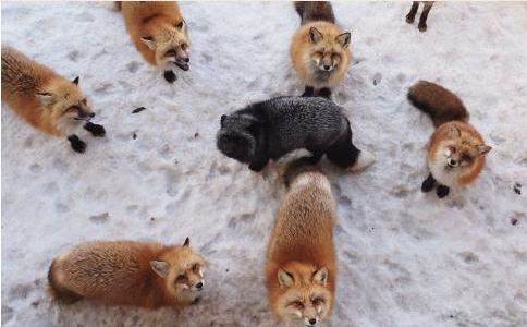 梦是什么意思，“梦”字的含义是什么？