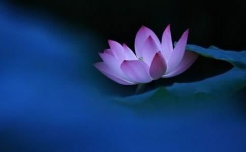 深情又温柔的星座温温柔柔的星座