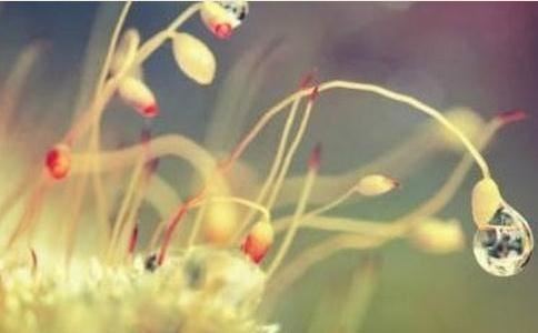 十二星座谁的歌声最好听？