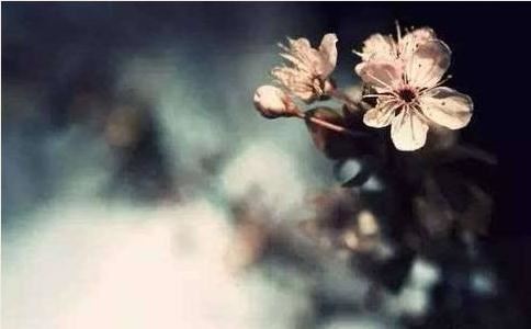 陶白白搜射手座什么意思