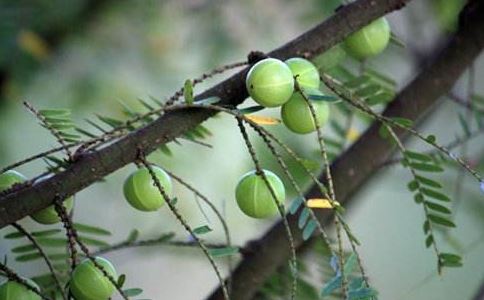 泰山石是什么？ 办公室如何摆放运势最佳？