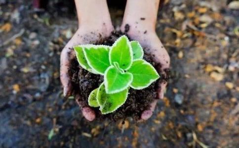 属鼠人佩戴金吊坠好吗