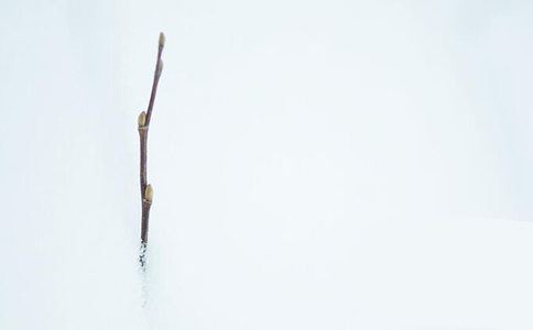 67年属相羊是什么命格呢男生