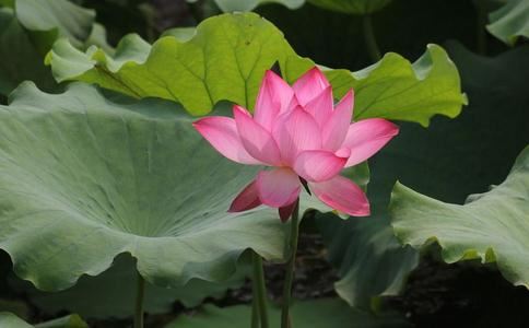 起名姓苏女孩应该叫什么名字