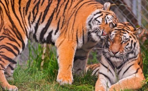 女人梦到狼预示着什么，代表什么意思？