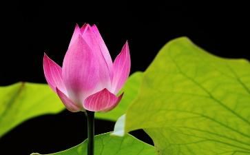 女孩姓王的,取什么名字好