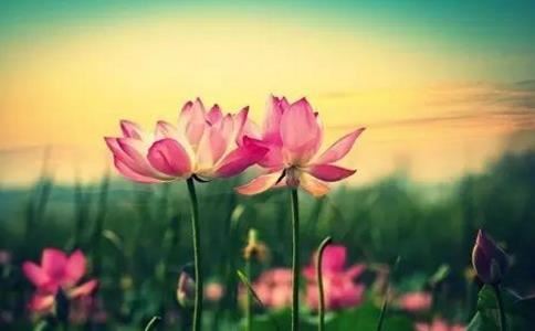 1个斗9个簸箕的女人， 螺在左手事后必成大事？