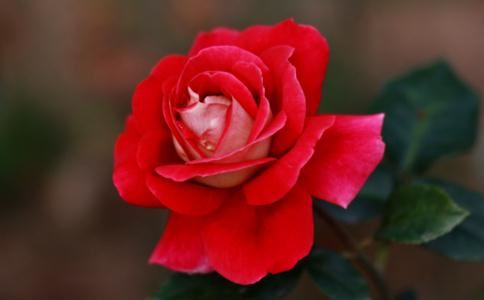 来自楚辞的好听名字