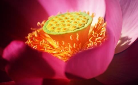 院子养鱼风水 庭院养鱼风水禁忌事项