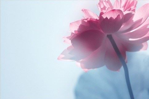 白羊座女生适合养什么植物